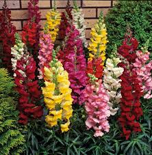 Red Yellow Antirrhinum Flower Seeds for Planting – Bright Blooms Heirloom Non-GMO High Germination Organic Seeds