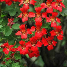 Heirloom Scottish Flame Flower Seeds for Planting – Non-GMO, High Germination Organic Garden Seeds