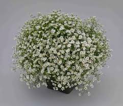 White Gypsophila Snowflake Flower Seeds for Planting – Heirloom, Non-GMO, High Germination Organic Garden Seeds