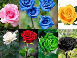 Miniature Rose Mixed Flower Seeds – Drought Tolerant, Heirloom & Non-GMO Garden Seeds