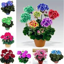 Mix Pelargonium Perennial Flower Seeds for Planting | Heirloom Non-GMO High Germination