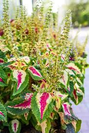 Pink Yellow Dragon Coleus Seeds for Planting – Heirloom, Non-GMO Long Bloom Season, High Germination Seeds