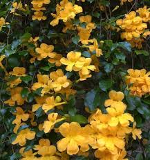 Dolichandra Unguis Flower Seeds for Planting – Seasonal Bloomer, Heirloom, Non-GMO, High Germination Garden Seeds