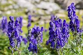 Monkshood Flower Seeds for Planting – Heirloom Non-GMO, High Germination, Shade Tolerant