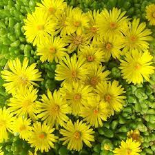 Flower Seeds, Seeds,Seeds For Planting,Plant Seeds