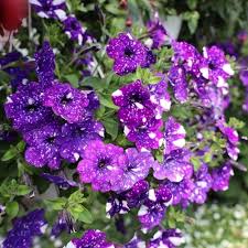 Dotted Violet Petunia Flower Seeds for Planting – Vibrant Colors, Heirloom, Non-GMO, Organic Garden Seeds