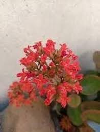 Lavender Gladiolus Flower Seeds – Long Bloom Season, Heirloom, Non-GMO & High Germination Organic Garden Seeds