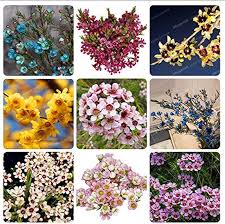 Geraldton Flower Seeds for Planting | Cottage Garden Essential | Heirloom Non-GMO High Germination Seeds