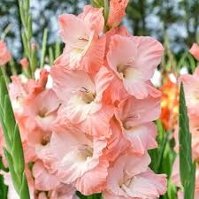 Peach Gladiolus Flower Seeds for Planting – Heirloom, Non-GMO, Cut Flower Favorite Organic Garden Seeds