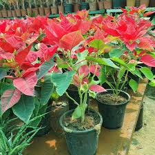 Poinsettia Flower Seeds for Planting – Heirloom, Non-GMO, High Germination Organic Garden Seeds