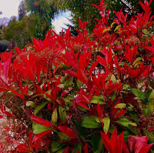 Red Photinia Robin Flower Seeds for Planting – Heirloom Non-GMO Drought Tolerant Organic Garden Seeds