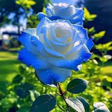 Blue White Rose Flower Seeds for Planting – Heirloom Non-GMO Seeds, High Germination for Organic Gardens