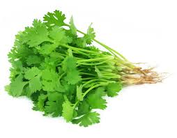 Coriander Leafy flower seeds for planting - Heirloom & Non-GMO Garden Seeds