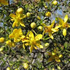 Larrea Tridentata Flower Seeds for Planting – Heirloom, Non-GMO, Hardy Variety Organic Garden Seeds