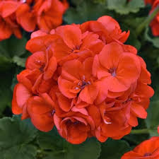 Orange Climbing Geranium Seeds for Planting – Heirloom Non-GMO High Germination Organic Garden Seeds