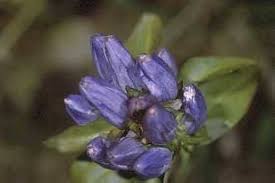 Gentiana Flower Seeds for Planting – Easy to Grow, Heirloom Non-GMO High Germination Organic Garden Seeds