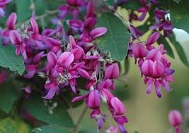Lespedeza Bicolor Flower Seeds for Planting - Heirloom, Non-GMO, Long Bloom, High Germination