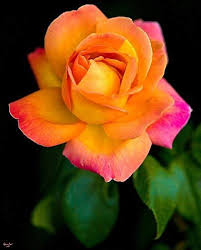 Pink Yellow Rose Flower Seeds for Planting – Heirloom, Non-GMO, Vibrant Colors Organic Garden Seeds