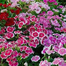 Mix Dianthus Flower Seeds for Planting – Heirloom, Non-GMO Drought-Tolerant Organic Garden Seeds
