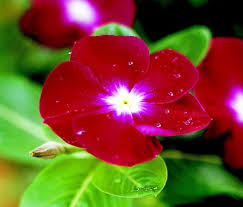 Red Vinca Rosea Flower Seeds for Planting – Heirloom, Non-GMO, High Germination Organic Garden Seeds