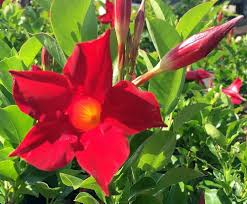 Dipladenia Flower Seeds for Planting – Heirloom, Non-GMO, Pollinator Friendly Organic Garden Seeds