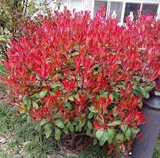 Photinia Serrulata Plant Seeds for Planting – Heirloom, Non-GMO, High Germination Organic Garden Seeds