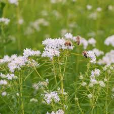 Flower Seeds, Seeds,Seeds For Planting,Plant Seeds