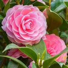 Camellia Flower Seeds for Planting – Heirloom, Non-GMO, Seasonal Bloomer Organic Garden Seeds