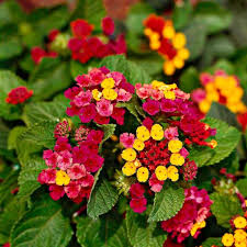 Lantana Camara Flower Seeds for Planting – Cut Flower Favorite, Heirloom, Non-GMO, High Germination