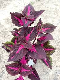 Black Red Coleus Flower Seeds for Planting – Heirloom, Non-GMO, High Germination Organic Garden Seeds