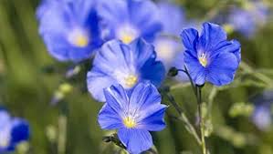 Heirloom Flax Flower Seeds for Planting – Non-GMO, High Germination Organic Garden Seeds