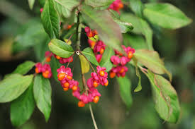 Spindle Flower Seeds for Planting – Compact Growth, Heirloom, Non-GMO, High Germination Organic Garden Seeds