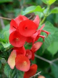 Heirloom Holmskioldia Flower Seeds – Non-GMO, High Germination Organic Garden Seeds