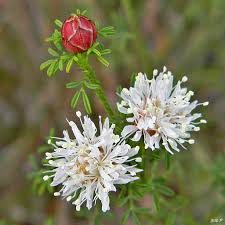 Summer Farewell Flower Seeds – Heirloom, Non-GMO, Low-Maintenance Organic Garden Seeds for Planting