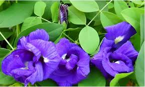 Heirloom Clitoria Ternatea Flower Seeds for Planting – Hardy Variety, Non-GMO, High Germination Organic Garden Seeds