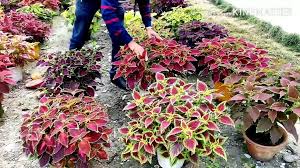 Heirloom Coleus Flower Seeds for Planting – Non-GMO, Shade Tolerant Organic Garden Seeds