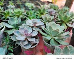 Heirloom Echeveria Flower Seeds for Planting – Non-GMO, Compact Growth Organic Garden Seeds