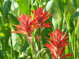Castilleja Indivisa Flower Seeds for Planting – Easy to Grow, Heirloom, GMO Free Organic Garden Seeds