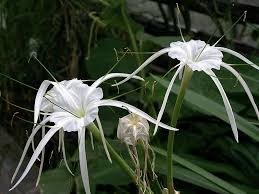 Hymenocallis Flower Seeds for Planting – Shade Tolerant, Heirloom, Non-GMO, Organic Garden Seeds