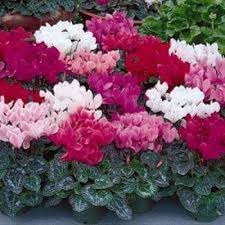 Persicum Cyclamen Seeds – Organic, Heirloom Non-GMO Flower Seeds for Garden Planting