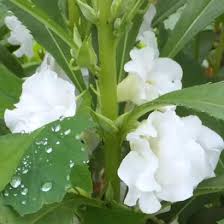 White Balsamine Flower Seeds for Planting – Drought Tolerant, Heirloom, Non-GMO Seeds for Home Garden