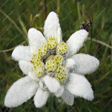 Heirloom Edelweiss Flower Seeds – Non-GMO, High Germination Organic Garden Seeds