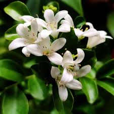 Murraya Paniculata Flower Seeds for Planting – Long Bloom Season Heirloom Non-GMO High Germination Organic Garden Seeds