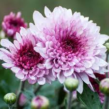 Light Pink Green Chrysanthemum Flower Seeds for Planting – Heirloom, Non-GMO, Wildflower Mix Organic Seeds