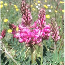 Heirloom Shoshone Flower Seeds – Non-GMO, High Germination Organic Garden Seeds