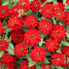 Burgundy Zinnia Elegans Flower Seeds for Planting – Drought Tolerant, Heirloom, Non-GMO Seeds for Home Garden