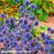 Blue Eryngium Planum Flower Seeds for Planting – Long Bloom Season, Heirloom, Non-GMO, High Germination Organic Garden Seeds