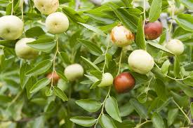 Fruit Seeds,Garden seeds, Seeds For Planting,Plant Seeds