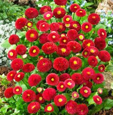 Red Perennis Flower Seeds for Planting – Low Maintenance, Heirloom, Non-GMO Seeds for Home Garden