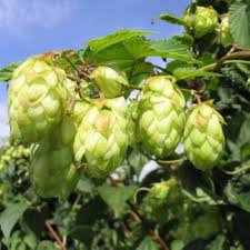 Dark Green Humulus Lupulus Flower Seeds for Planting – Heirloom, Non-GMO, High Germination Organic Garden Seeds
